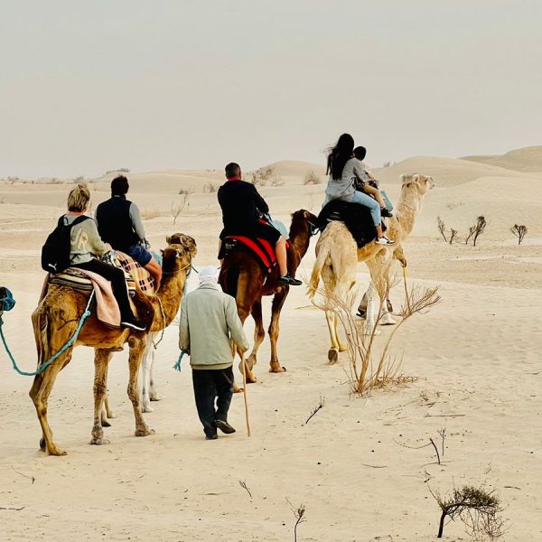 Dromadaire du Sahara