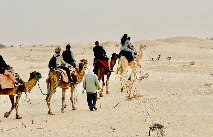 Dromadaire du Sahara
