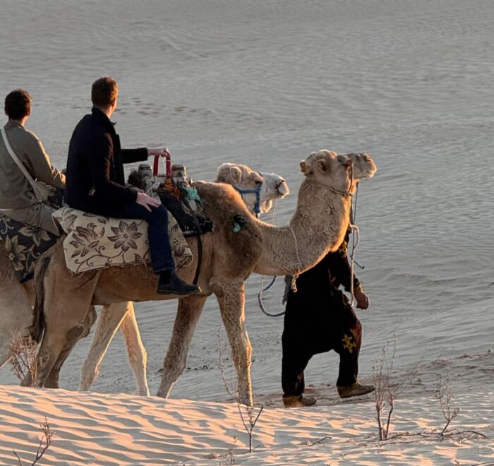Excursion en dromadaire au coucher du soleil dans les dunes du Sahara tunisien.